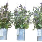 Pp Berry Fern In Pot Flower