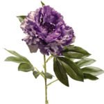 Peonia Malva Romax Flower