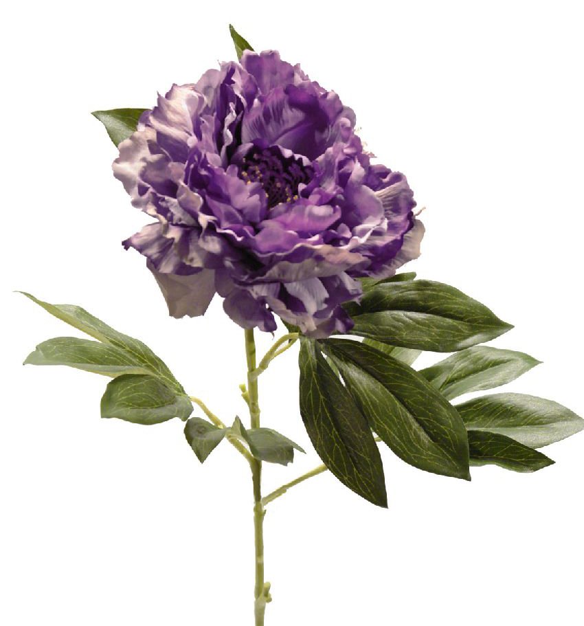 1238426.jpg Peonia Malva Romax Flower - Image 1