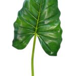 Anthurium Verde Eva Flower