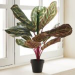 Mo11 Calateax Flower