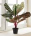 Realistic green MO11 Calateax artificial leaf stem for modern home and office decoration in Lagos, Nigeria