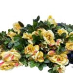 Rosas Luxe Flower 2Cap.Amarlla Flower