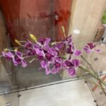 Cymbidium Lavanda Flower