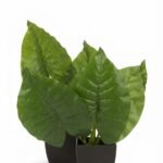 Cala Verde Flower 3 artificial green decorative floral stem for home décor, Lagos, Nigeria