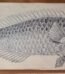 Fish prints wall art set with nautical ocean theme for living room décor in Lagos, Nigeria