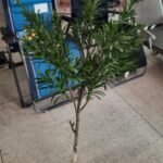 45 Cm Plastic Cross Stephium Top Leaf Flower