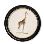 70Cm X 70Cm Round Giraffe Wall Art