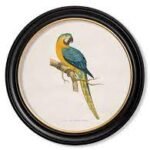 70Cm X 70Cm Round Blue & Yellow Macaw Wall Art