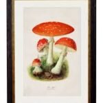 A2 Oxford Slim - Fly Agaric Wall Art