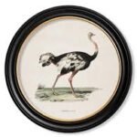 70Cm X 70Cm Round Ostrich Wall Art