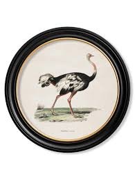 47243 70Cm X 70Cm Round Ostrich Wall Art - Image 1