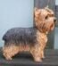 Lifelike black and tan Yorkshire Terrier resin figurine for home and shelf décor in Lagos, Nigeria