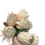 Protea Stem 670Mm Cream Flower