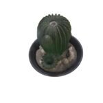 Amazonia Collection Cacti Water Fountain