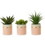 Fiori Set Of 3 Succulents Lotus/Aloe Vera/ Ceramic Flower Pot