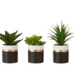 Fiori Set Of 3 Succulents Lotus/Aloe Vera/ Ceramic Flower Pot