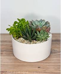 5024418372356 16X25Cm Succulent Garden Plant Flower - Image 1