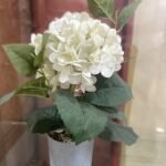 15X13.5Cm Succulent In Pot Flower