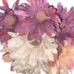 Sgl Grebera Vintage Craem Pink Plum Flower