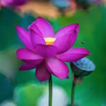 Sgl Lotus Purple Flower