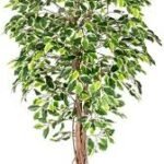 6 Ficus Varigated Only Flower