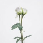 White rose flower display in clear glass vase for elegant home décor in Lagos, Nigeria