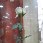 White Rose Flower Display In Glass Vase