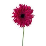 Spider Gerbera Pink Flower