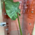 G.Calia Leaf 35344 Flower