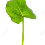 Cala Vde.Goma Nat Flower