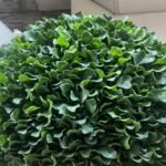 Big Round Flower Ball