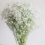 Baby Breath Flower
