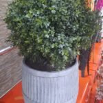 An-Buxus Ball In Milk Churn Planter 55Cm
