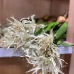 Lilium Spider Crema Bulbox Flower