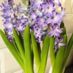 Lila Jacinto Bulb Flower – Elegant Purple Bloom Bulbo