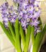 Artificial hyacinth bulb flower lilac purple decorative plant in Lagos Nigeria