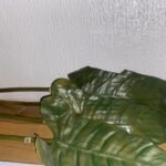 Cala Verde Goma Flower