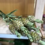 Pina Verdex1 Fruto Flower