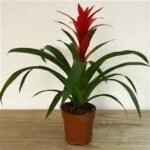 Mo11 Guzmania Rojax Flower