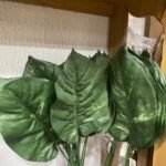 Pothos Variegata Flower