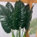 Anturium Verde Flower