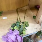 Rosa Holand Lilax Flower