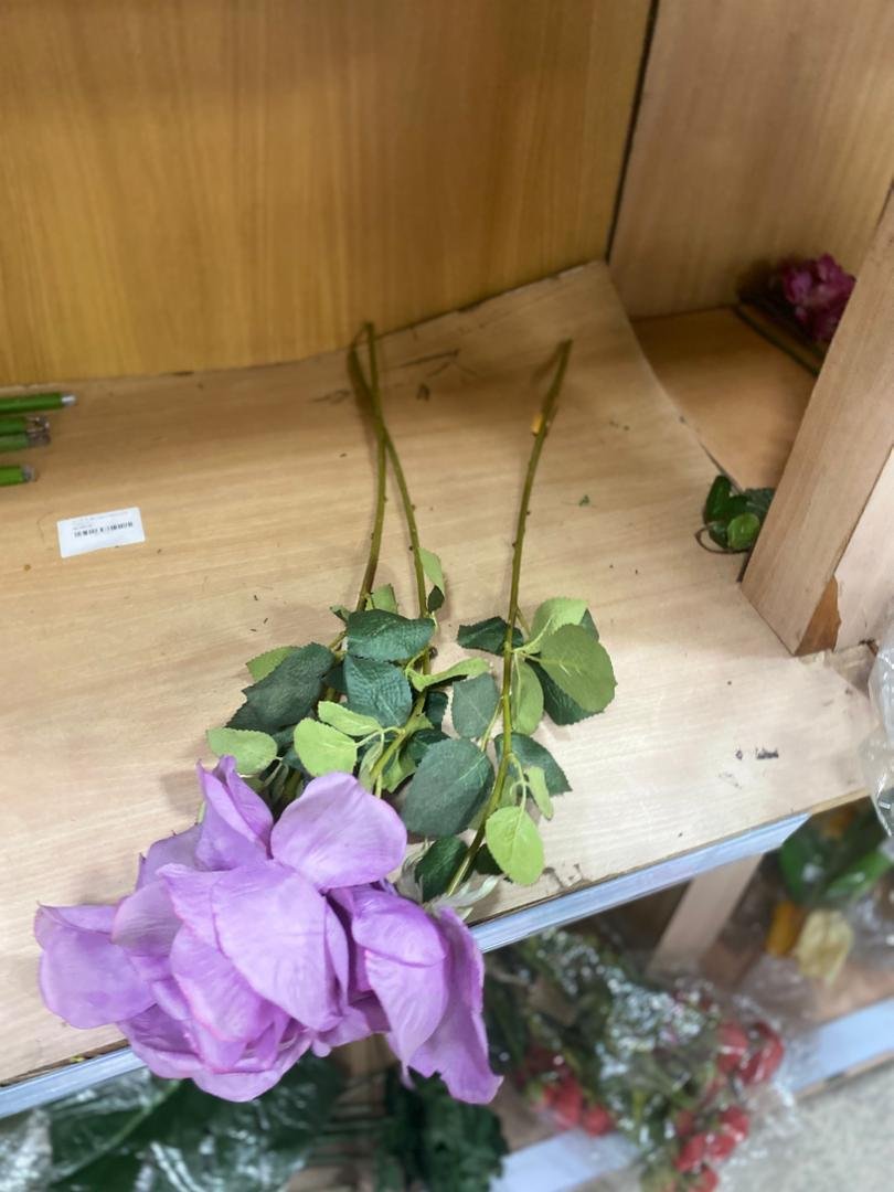 8435006633402 Rosa Holand Lilax Flower - Image 1