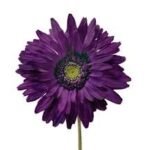Gerbera Lila Fresh Flower