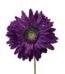 Purple gerbera lila fresh flower with long stem for home decor in Lagos, Nigeria
