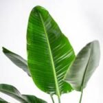 Strelitzia Verde (31X18)X90Cm Flower