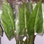 Cala Verde Natur Flower