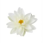 Cream 15cm floating lotus flower for luxury pool and indoor water feature decoration in Lagos, Nigeria