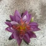 Lotus Violeta Flotante 15Cm Flower